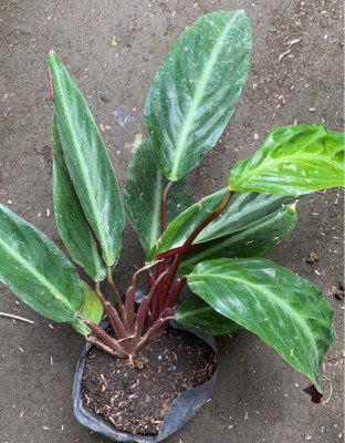 Calathea for sale