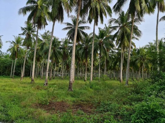 Coconut Farm For Sale