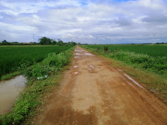 Rice field for sale..