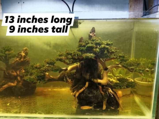 Aquarium set up and bonsai