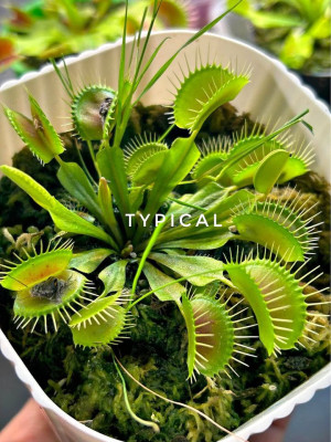 Venus Flytraps