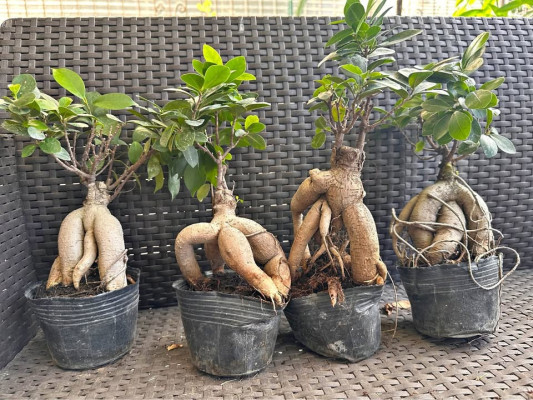 Ficus Ginseng Bonsai