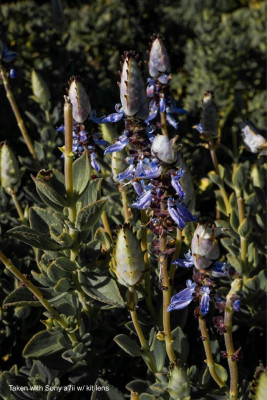 Sony a7ii w/ Kit Lens