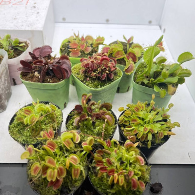 The brand new 500 pesos Venus flytrap is now available i