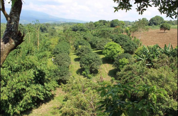 Farm lot Rush for sale