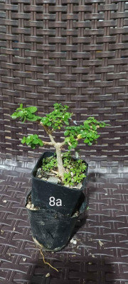 Argao taiwan bonsai