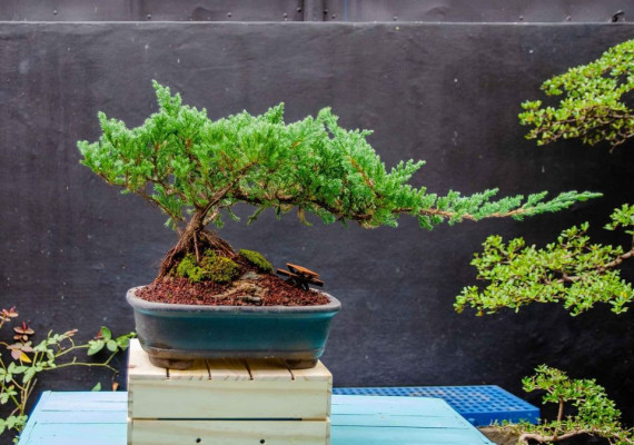 BONSAI FOR SALE