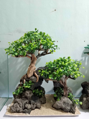 Aquarium set up and bonsai