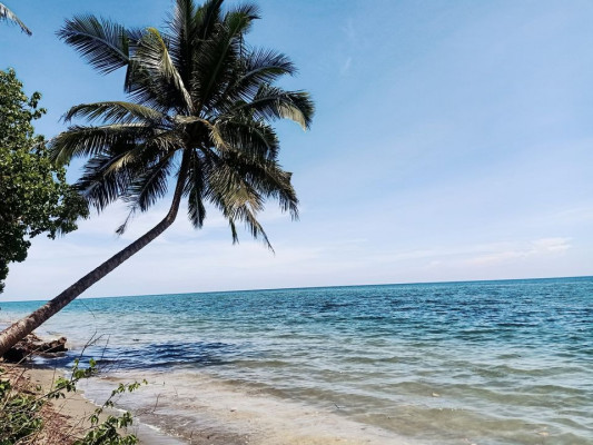 Beach Front and Farm Lot