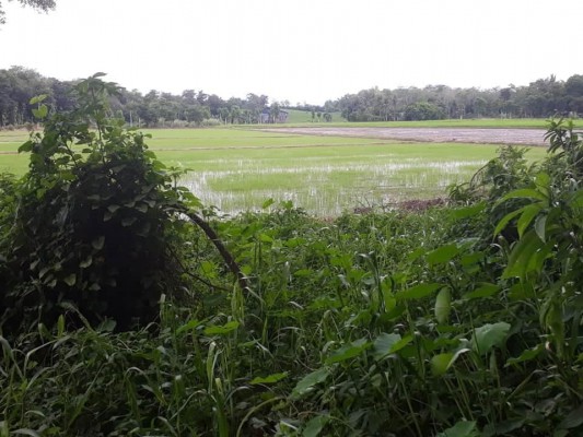 1.4 hectare riceland mina iloilo