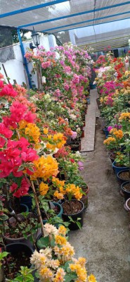 Bougainvillea grafted & rooted Fs