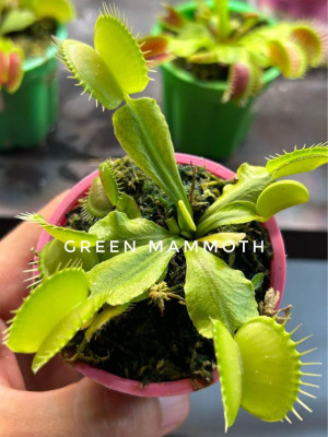 Venus Flytraps