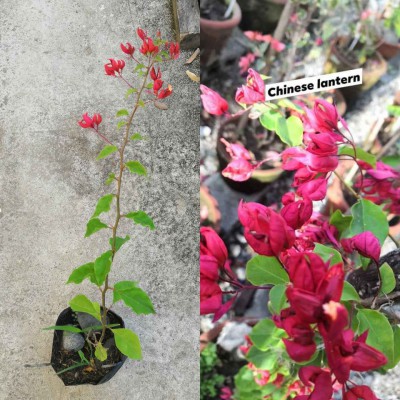 Bougainvillea