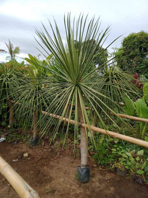YUCCA FOR SALE