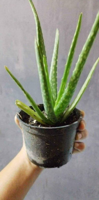 Potted Aloe Vera