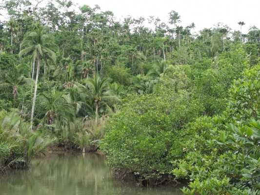 Farmlot 1.1 hectares