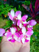 Ground Orchids seedlings