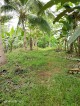 FARM LOT FOR SALE 2 HECTARES