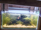 Aquarium set up and bonsai