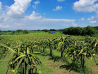 Dragon Fruits Farm