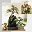 Bonsai stable china’s man hat, argao taiwan and texas ficus