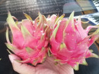 Dragon Fruits Farm
