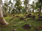 Coconut Farm in Cagbacong, Pilar, Sorsogon Land For Sale