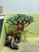 Aquarium set up and bonsai