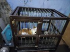 Aluminium Dog Cage (Single Door)