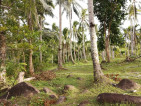 Agricultural Coconut Farm in Cagbacong, Pilar, Sorsogon Land For Sale