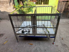 Stainless dog cage