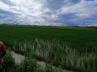 Rice field for sale..