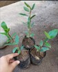 Laurel Bay Leaf plants 8-9 inches tall