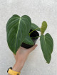 Philodendron Glorious