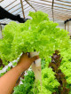 Fresh Lettuce Salad