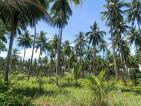 Beach Front and Farm Lot