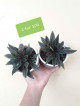 Peperomia Varieties 50-100 only