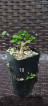 Argao taiwan bonsai