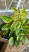 Lemon lime rubber plant