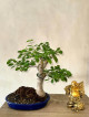 Bonsai stable china’s man hat, argao taiwan and texas ficus