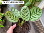 Calathea for sale