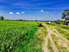 Rice Field Farm For Sale