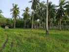 Coconut Farm For Sale