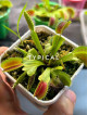 Venus Flytraps