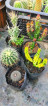 CACTUS SETS