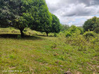 PRIVATE PROPERTY WITH MANGO TREES FOR SALE