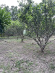 Vacation Farm Lot in Quezon Province