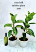 Rubber Plants