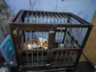 Aluminium Dog Cage (Single Door)