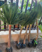 yucca & assorted plants for sale